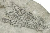 Silurian Bryozoan Fossil Plate - New York #270005-1